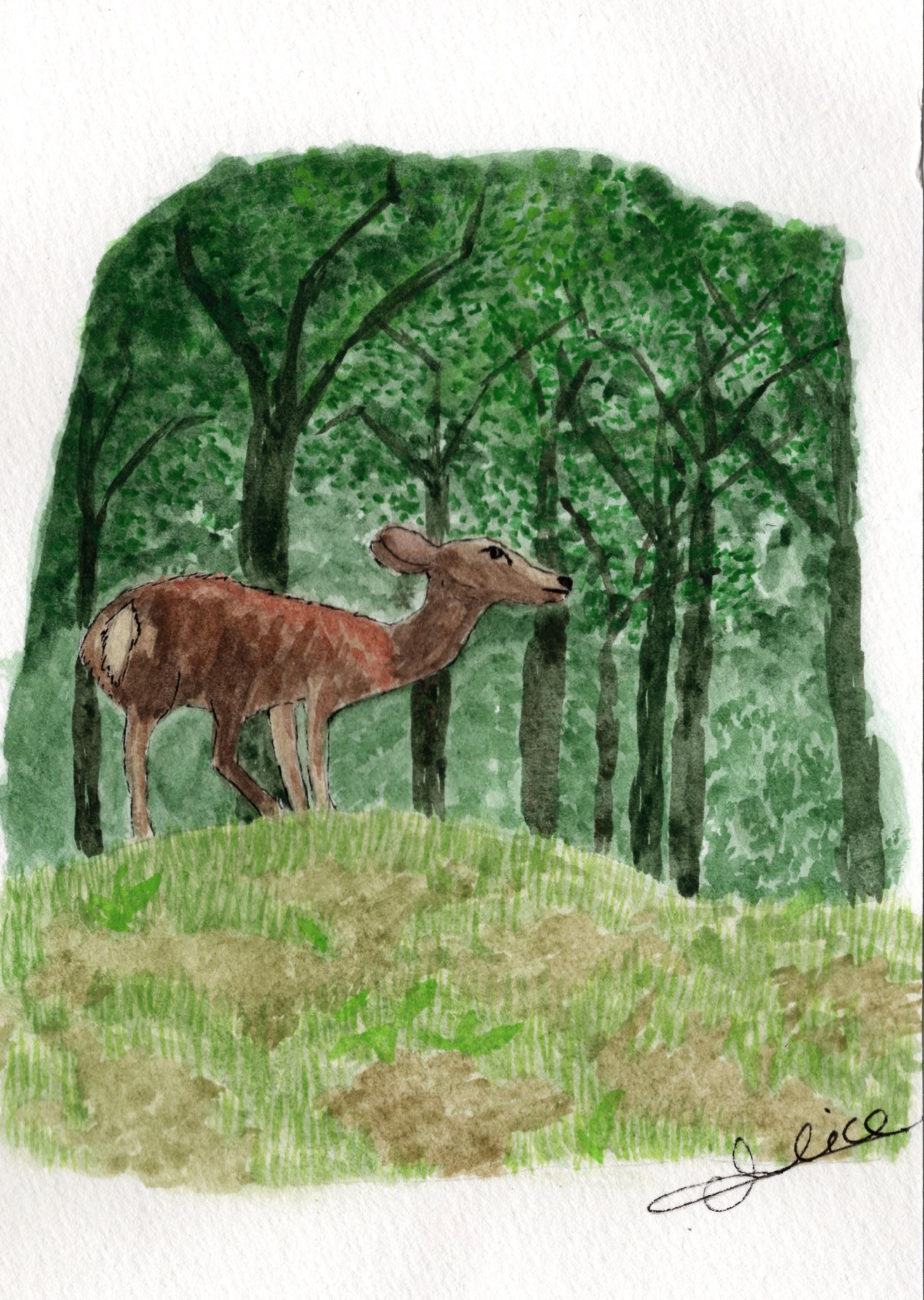 Impression Biche Forêt à l'aquarelle Print Nature Carte Postale